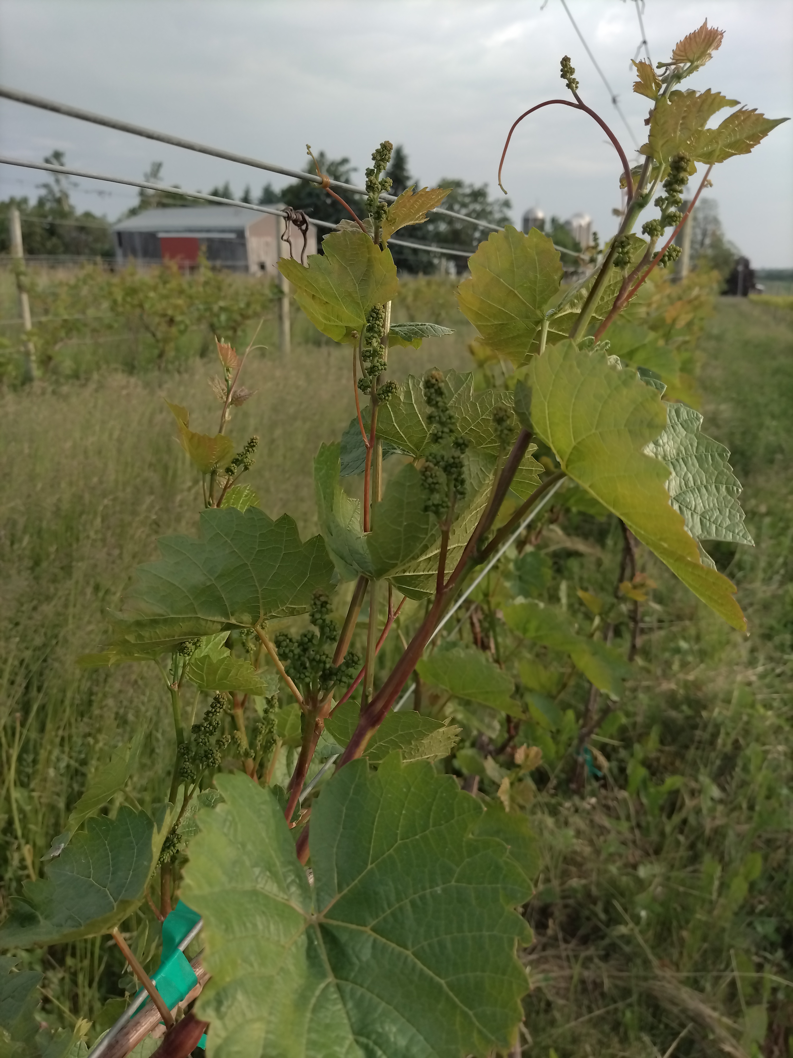 L’Acadie blanc grape vines.